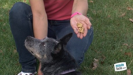 comment apprendre à son chien à faire le mort