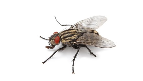site de rencontre anti mouche