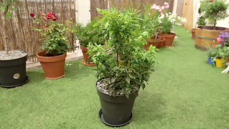 planter un arbuste en pot