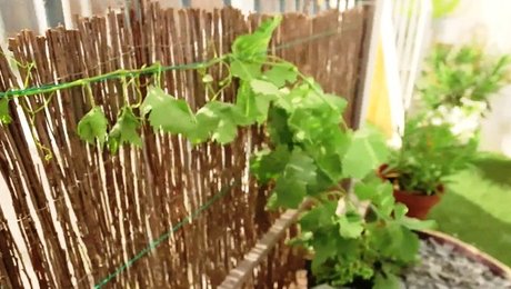 planter plantes grimpantes planter plantes grimpantes