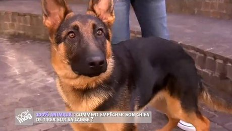 comment apprendre à son chien à marcher en laisse