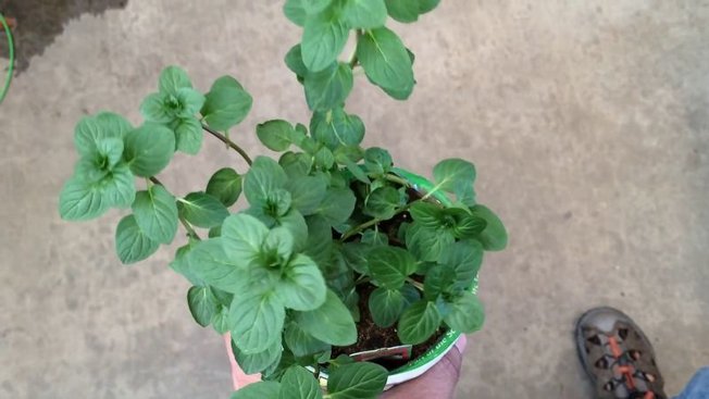 quand et comment cultiver de la menthe? - minutefacile