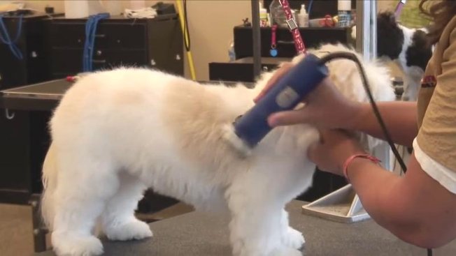 Comment couper les poils de son chien avec une tondeuse Comment couper les poils de son chien avec une tondeuse