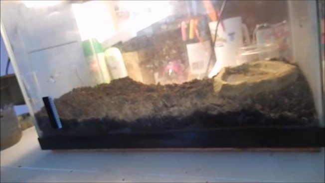 Comment domestiquer un crapaud sauvage ? - Minutefacile.com