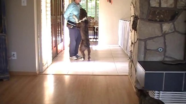 apprendre à son chien à ne pas sauter