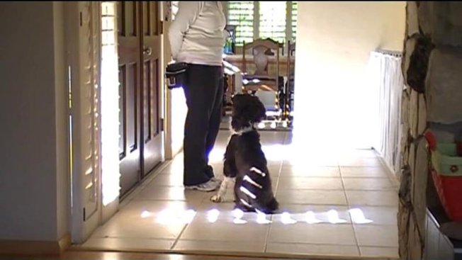apprendre à son chien à ne pas sauter