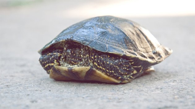 site de rencontre pour tortue