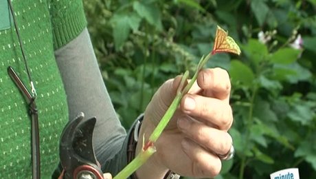 bouture racinée Begonia metallicolor 