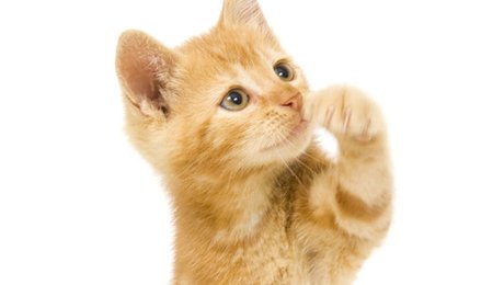 Comment Dresser Son Chat Minutefacile Com