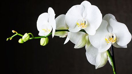 Faire Refleurir Une Orchidee Minutefacile Com Faire Refleurir Une Orchidee Minutefacile Com