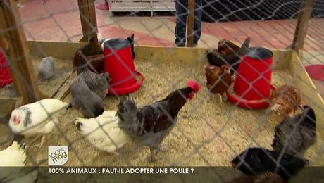 Elevage de poules à la maison - Minutefacile.com