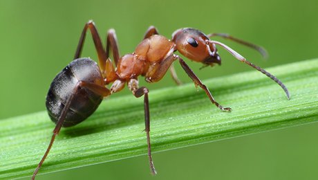 Se Debarasser Des Fourmis De La Maison Minutefacile Com Se Debarasser Des Fourmis De La Maison Minutefacile Com