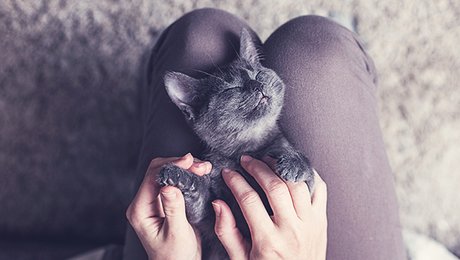 Bien Masser Son Chat Et L Aider A Se Detendre Minutefacile Com Bien Masser Son Chat Et L Aider A Se Detendre Minutefacile Com