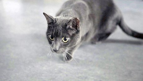 Sexualite Et Reproduction Des Chats Minutefacile Com Sexualite Et Reproduction Des Chats Minutefacile Com