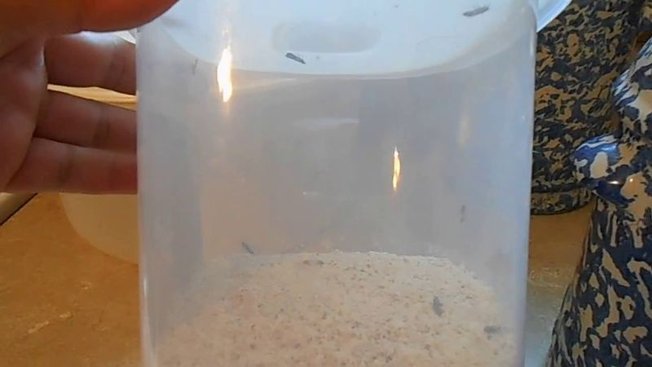 L’origine des mites alimentaires dans la cuisine