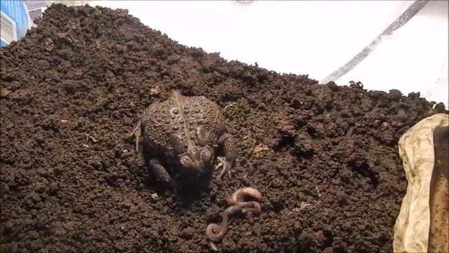Comment Se Débarrasser Des Crapauds Dans Un Bassin Comment domestiquer un crapaud sauvage ? - Minutefacile.com