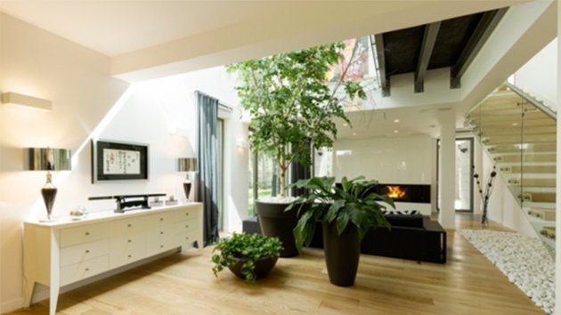 Que devez-vous savoir sur les plantes d’intérieur déshumidifiant ?