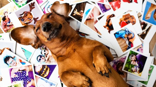 Comportement des chiens