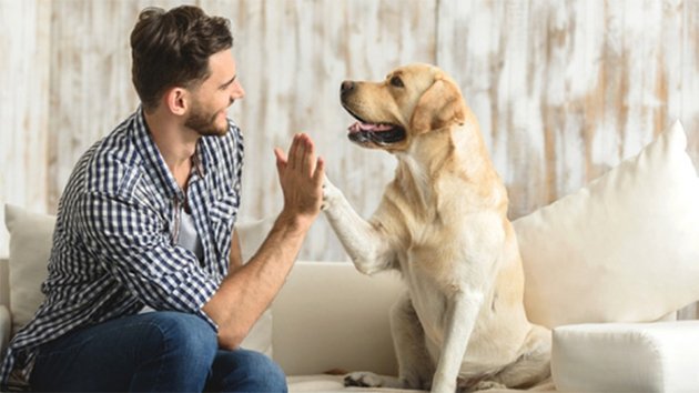 Perception émotionnelle chez le chien