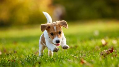 Accueillir un chiot