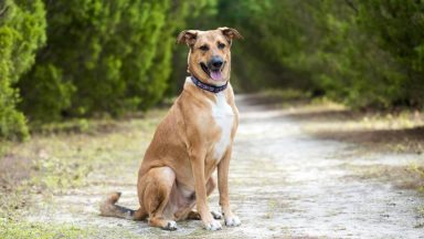 Comment éduquer un gros chien