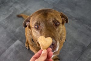alimentation saine croquettes chien