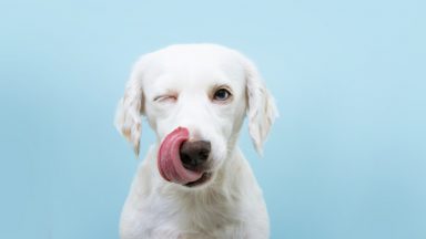 Comment calculer l’âge de mon chien en âge humain ?
